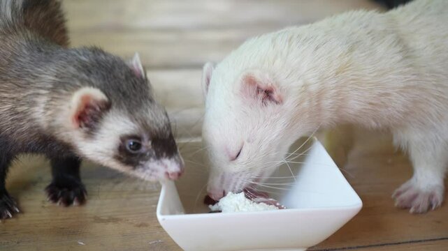 Two playful ferrets are eating on a wooden table. One eats from a bowl, and the other constantly tries to look into the bowl with food.