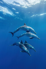 Naklejka premium dolphin in water