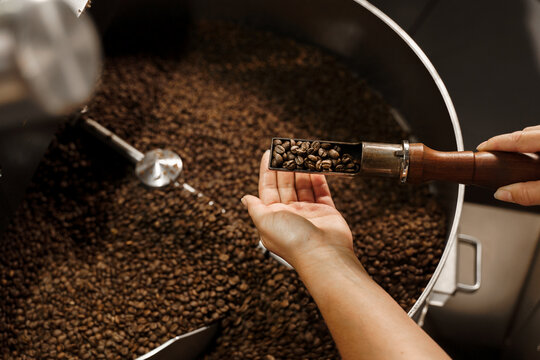 Handful of fried coffee grains. Roasted coffee beans in roasting machine in the production. High quality coffee beans manufacturing.