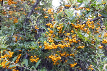 Pyracantha coccinea. Firethorn berries, rosaceae evergreen shrub. Close up orange, red berries of the shrub Pyracantha coccinea, the scarlet firethorn or red firethorn. Rose family (Rosaceae).