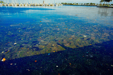 trash and pollution in a Florida harbor