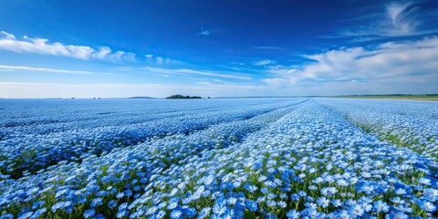 Vast expanse filled with countless blue flowers