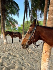 Horse ride in Puerto Escondido, Mexico