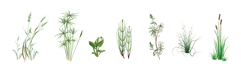 Cane, cyperus, swamp horsetail, marsh calla, wild rosemary, spreading rush Juncus spiralis, cattail. Tropical and temperate climate aquatic, coastal plants. Realistic drawings set isolated on white.