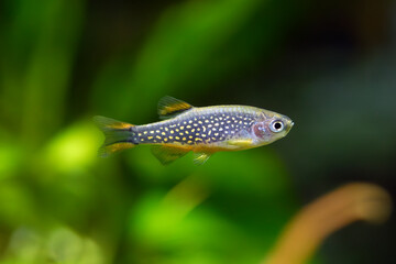 Danio margaritatus - Galaxy rasbora