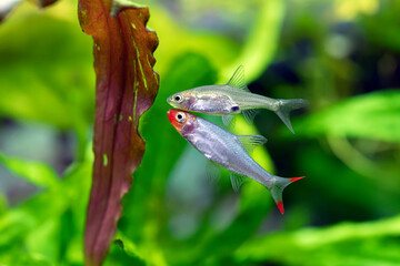 Rasbora Sawbwa - Sawbwa resplendens