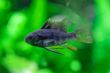 Mikrogeophagus Ramirezi - Black Ram - Dark Knight Ram