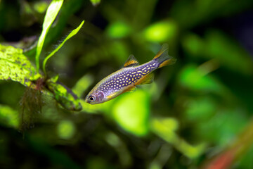 Danio margaritatus - Galaxy rasbora
