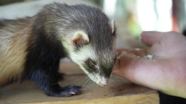 A brown ferret is eating from a young woman's hand on a wooden table. Two ferrets spend time with a young girl outdoors.