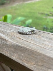 frog on a tree