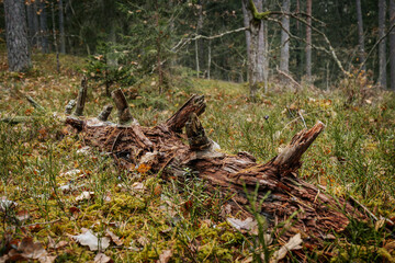 A decaying tree trunk lies on the forest floor surrounded by moss, grass, and autumn leaves,...
