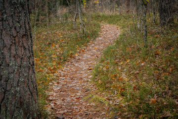 A serene forest pathway blanketed with vibrant fallen leaves in shades of yellow, orange, and red. The surrounding trees add to the tranquil autumn atmosphere.