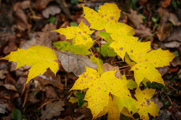 A close-up of vibrant yellow autumn leaves with speckled brown spots, resting on a forest floor covered in fallen leaves. The contrast of colors highlights the changing season