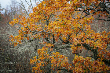 A striking yellow-leafed tree stands out against a backdrop of bare branches covered in lichen in a forest during autumn. The contrasting colors emphasize the change of seasons
