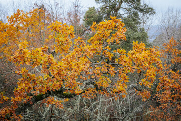 A striking yellow-leafed tree stands out against a backdrop of bare branches covered in lichen in a...
