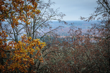 A striking yellow-leafed tree stands out against a backdrop of bare branches covered in lichen in a...