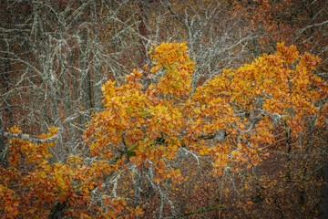 A striking yellow-leafed tree stands out against a backdrop of bare branches covered in lichen in a...