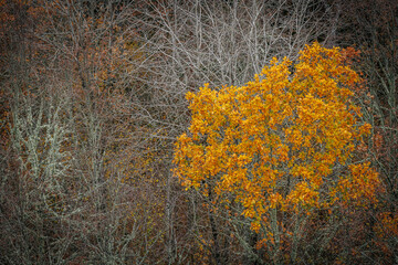A panoramic view of a diverse forest in autumn, featuring vibrant orange and yellow trees mixed with evergreen pines. The distant landscape is covered in fall foliage