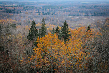 A panoramic view of a diverse forest in autumn, featuring vibrant orange and yellow trees mixed with evergreen pines. The distant landscape is covered in fall foliage