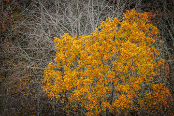 A striking yellow-leafed tree stands out against a backdrop of bare branches covered in lichen in a...