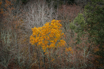 A striking yellow-leafed tree stands out against a backdrop of bare branches covered in lichen in a...