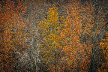 A striking yellow-leafed tree stands out against a backdrop of bare branches covered in lichen in a...