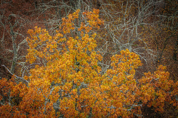 A striking yellow-leafed tree stands out against a backdrop of bare branches covered in lichen in a...