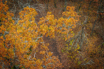 A striking yellow-leafed tree stands out against a backdrop of bare branches covered in lichen in a...