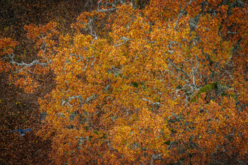 A striking yellow-leafed tree stands out against a backdrop of bare branches covered in lichen in a forest during autumn. The contrasting colors emphasize the change of seasons