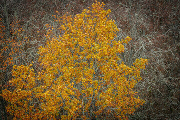 A striking yellow-leafed tree stands out against a backdrop of bare branches covered in lichen in a...