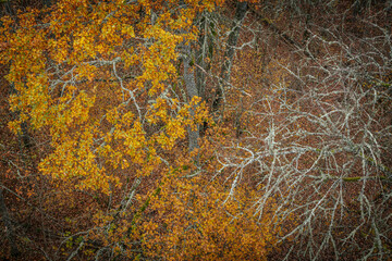 A striking yellow-leafed tree stands out against a backdrop of bare branches covered in lichen in a...