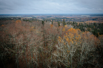 A panoramic view of a diverse forest in autumn, featuring vibrant orange and yellow trees mixed with evergreen pines. The distant landscape is covered in fall foliage