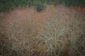 Aerial shot of a dense forest in autumn, featuring bare trees covered in lichen. The landscape...