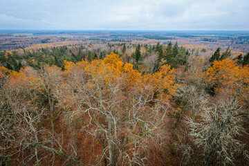 A striking yellow-leafed tree stands out against a backdrop of bare branches covered in lichen in a...
