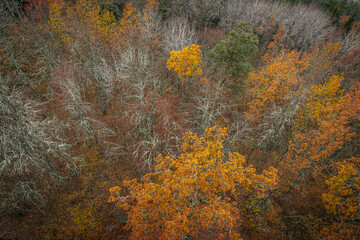 A striking yellow-leafed tree stands out against a backdrop of bare branches covered in lichen in a...