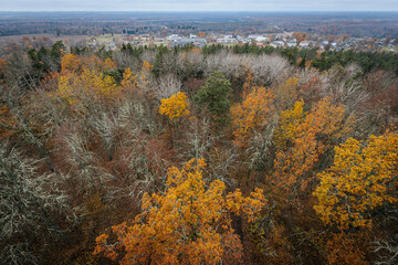 Fototapeta premium Aerial view of a small town nestled within a vast autumn forest, with trees displaying vibrant orange and yellow foliage. The town's buildings blend into the natural landscape. Zilaiskalns