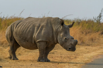 Obraz premium White Rhinoceros in south african safari