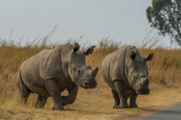 Obraz premium White Rhinoceros in south african safari