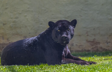 Black panther portrait shot relaxing and waiting for food