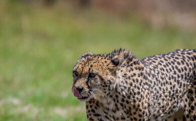 Cheetah the fastest animal on the planet