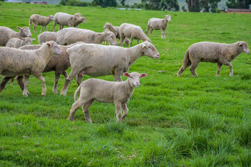 Fototapeta premium Merino sheep farm pasture land in midlands meander KZN South Africa