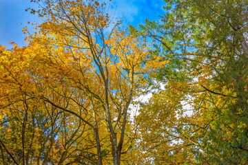 Autumn leaf colors-fall 2019