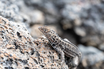 Close-up of a lava lizard climbing the edge of porous volcanic rock - profile view