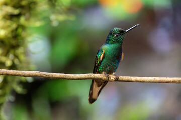 Close-up of a velvet purple coronet hummingbird looking up and to the right while perched on a branch