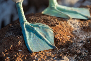 Close-up of blue-footed booby webbed feet in the morning light. The right foot is in the foreground and the left foot is defocused in the background
