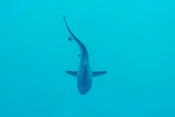 Reef shark near the surface of blue water, viewed from above
