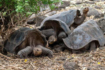 Four galapagos giant tortoises at the Charles Darwin research station in Puerto Ayora