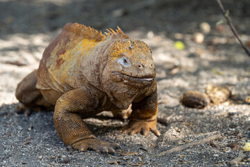 Fototapeta premium Galapagos yellow land iguana walking across the dirt towards the camera