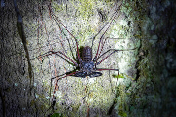 Light shining on a whip spider on a tree trunk at night