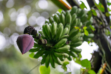 Looking up towards a rain-covered purple banana flower and rings of fruit